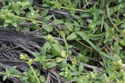 Leptopetalum taiwanense, photographed by Cheng-Tao Lin