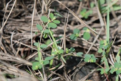 Euphorbia taihsiensis, photographed by Cheng-Tao Lin