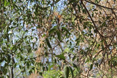 Ficus pertusa, photographed by Viacheslav Shalisko