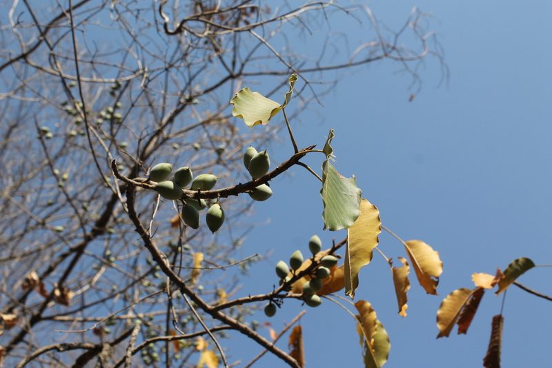 Sideroxylon capiri, photographed by Viacheslav Shalisko