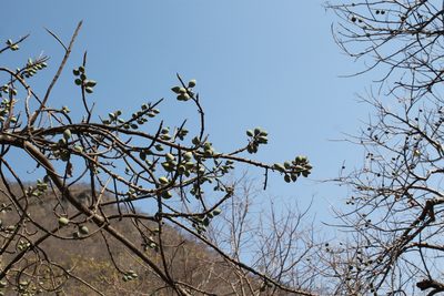 Sideroxylon capiri, photographed by Viacheslav Shalisko
