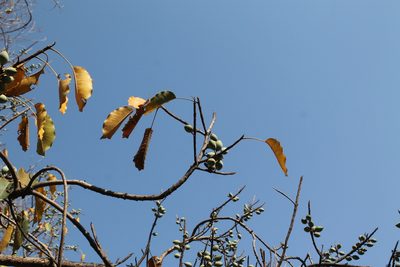 Sideroxylon capiri, photographed by Viacheslav Shalisko