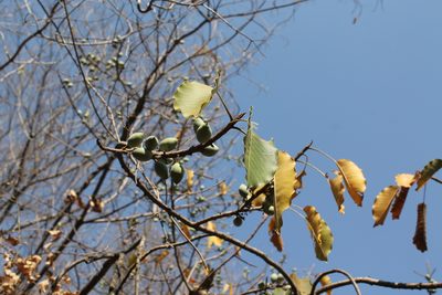 Sideroxylon capiri, photographed by Viacheslav Shalisko