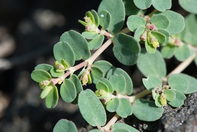 Euphorbia taihsiensis, photographed by Cheng-Tao Lin