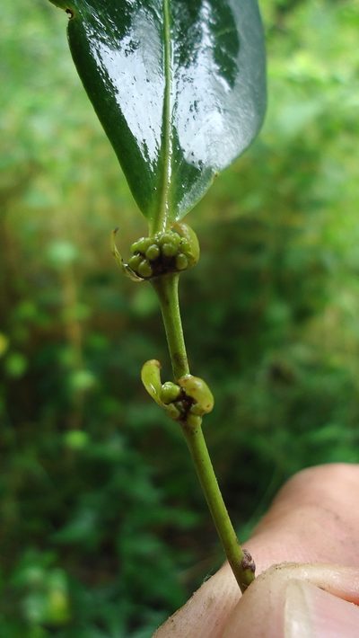 Chaetocarpus myrsinites, photographed by russiannaturalistbrazil