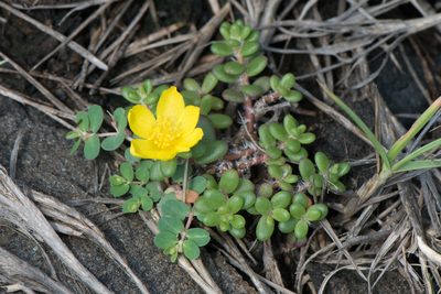 Portulaca psammotropha, photographed by Cheng-Tao Lin