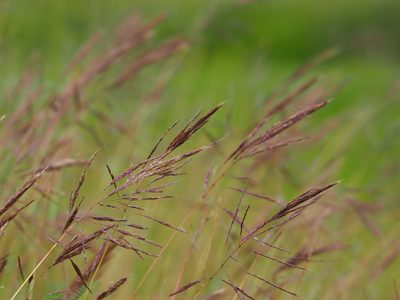 Bothriochloa glabra, photographed by 葉子