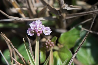Boerhavia glabrata, photographed by Cheng-Tao Lin