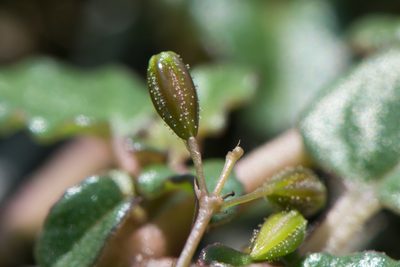 Boerhavia glabrata, photographed by Cheng-Tao Lin