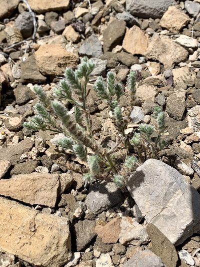 Johnstonella mexicana, photographed by CK2AZ