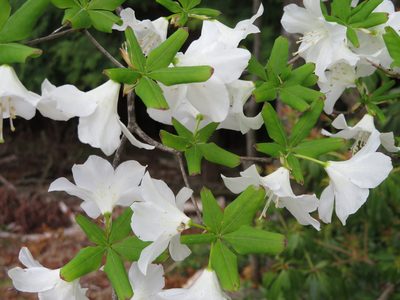 Rhododendron quinquefolium, photographed by Marco Mussita