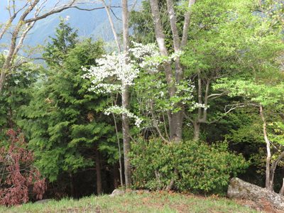 Rhododendron quinquefolium, photographed by Marco Mussita