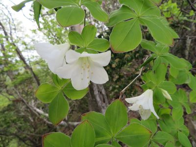 Rhododendron quinquefolium, photographed by Marco Mussita