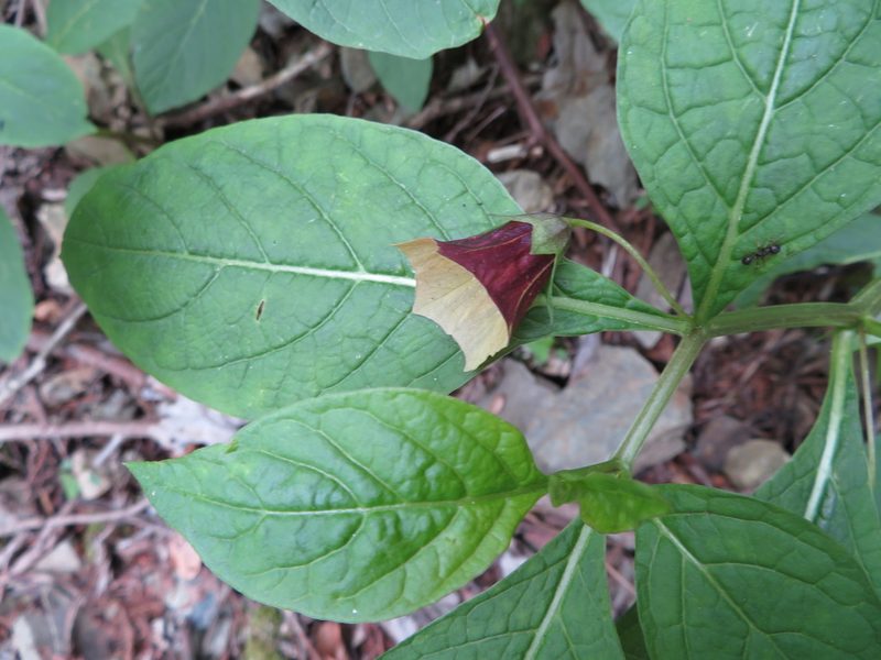Scopolia japonica, photographed by Marco Mussita