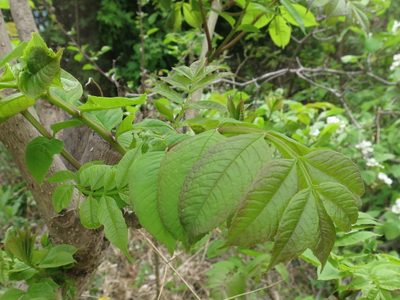 Fraxinus mandshurica, photographed by Repina Tatyana