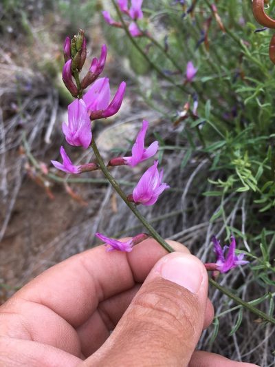 Astragalus coltonii, photographed by Cecelia Alexander