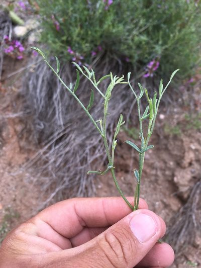 Astragalus coltonii, photographed by Cecelia Alexander