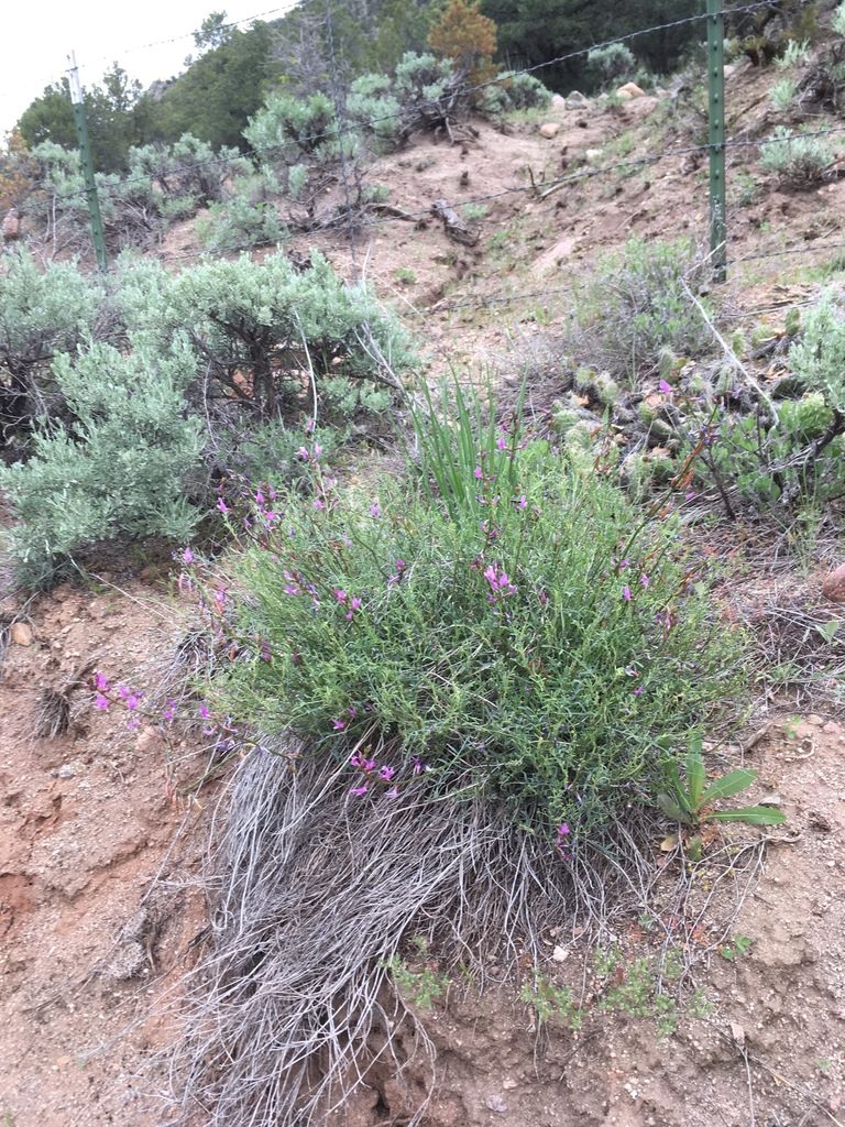 Astragalus coltonii, photographed by Cecelia Alexander