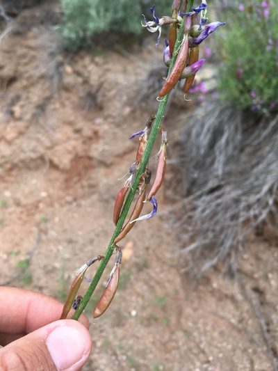 Astragalus coltonii, photographed by Cecelia Alexander