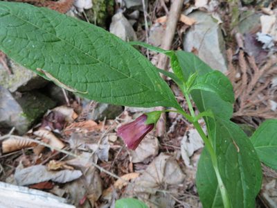 Scopolia japonica, photographed by Marco Mussita