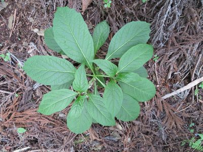 Scopolia japonica, photographed by Marco Mussita