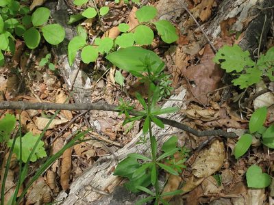 Galium dahuricum, photographed by Repina Tatyana