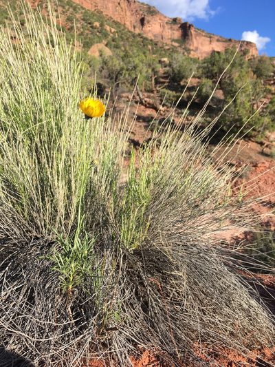 Thelesperma subnudum, photographed by Cecelia Alexander