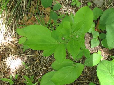 Atractylodes lancea, photographed by Repina Tatyana