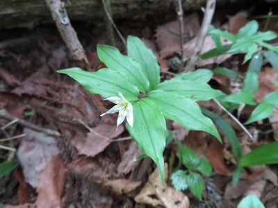 Disporum smilacinum, photographed by Marco Mussita