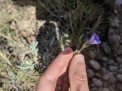 Linum narbonense, photographed by Eric Knight