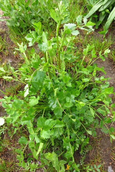 Pimpinella peregrina, photographed by Harald Schnöde (Schnde)