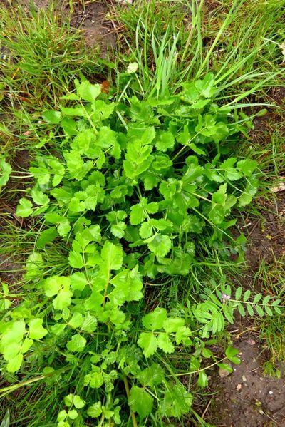 Pimpinella peregrina, photographed by Harald Schnöde (Schnde)