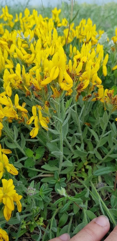 Genista humifusa, photographed by Татьяна Прозорова
