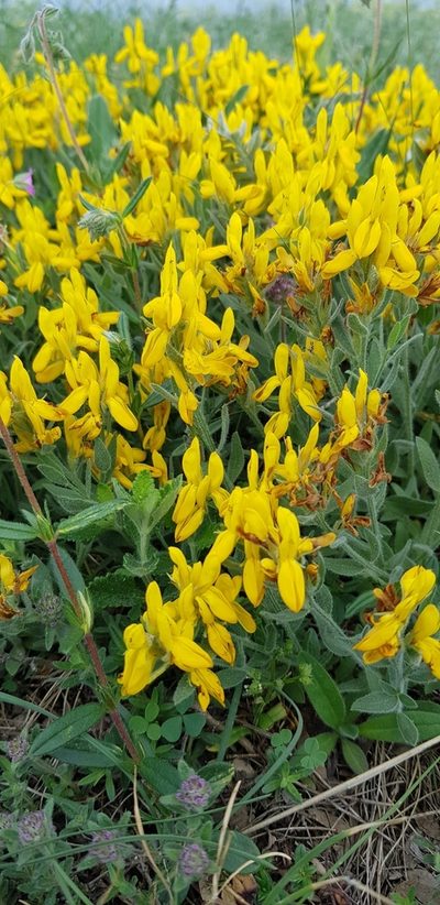 Genista humifusa, photographed by Татьяна Прозорова