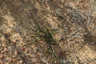 Thesium patulum, photographed by Brian du Preez