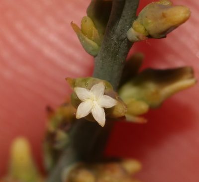 Thesium patulum, photographed by Brian du Preez