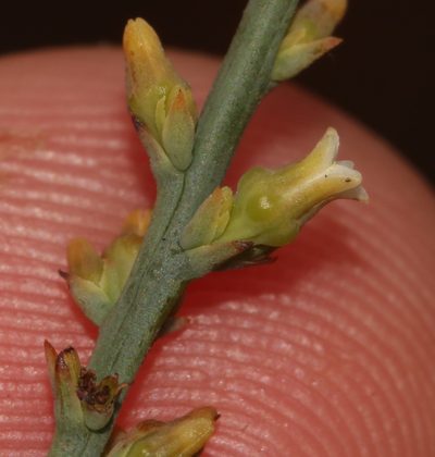 Thesium patulum, photographed by Brian du Preez