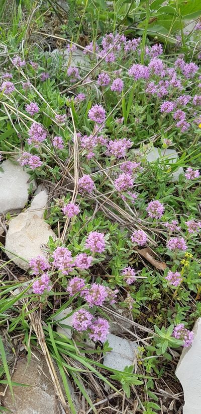 Thymus markhotensis, photographed by Татьяна Прозорова