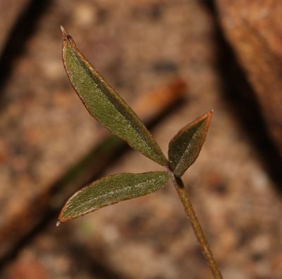 Lotononis complanata, photographed by Brian du Preez