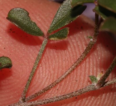 Lotononis complanata, photographed by Brian du Preez