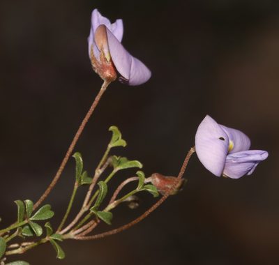 Lotononis complanata, photographed by Brian du Preez