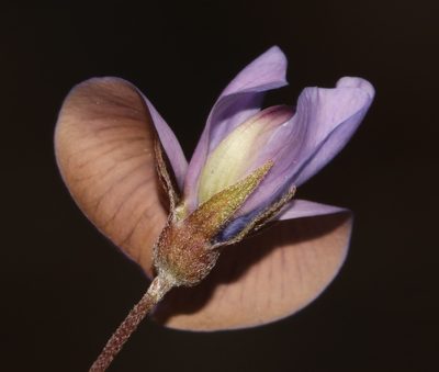 Lotononis complanata, photographed by Brian du Preez