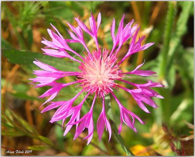 Centaurea napifolia, photographed by Aissa Djamel Filali