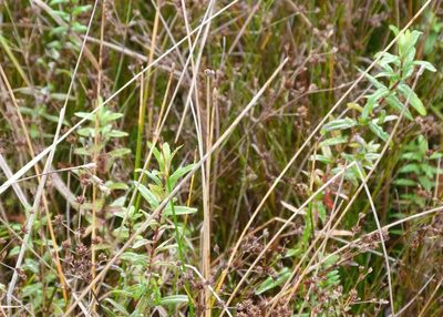 Epilobium pallidiflorum, photographed by Colin Meurk