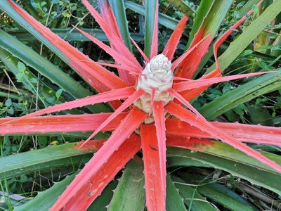 Bromelia balansae, photographed by Jens-Christian Svenning