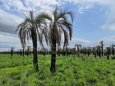 Butia yatay, photographed by Jens-Christian Svenning
