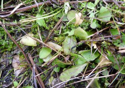 Mazus novaezeelandiae, photographed by Colin Meurk
