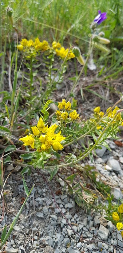 Haplophyllum thesioides, photographed by Татьяна Прозорова