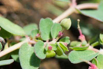 Euphorbia taihsiensis, photographed by Cheng-Tao Lin