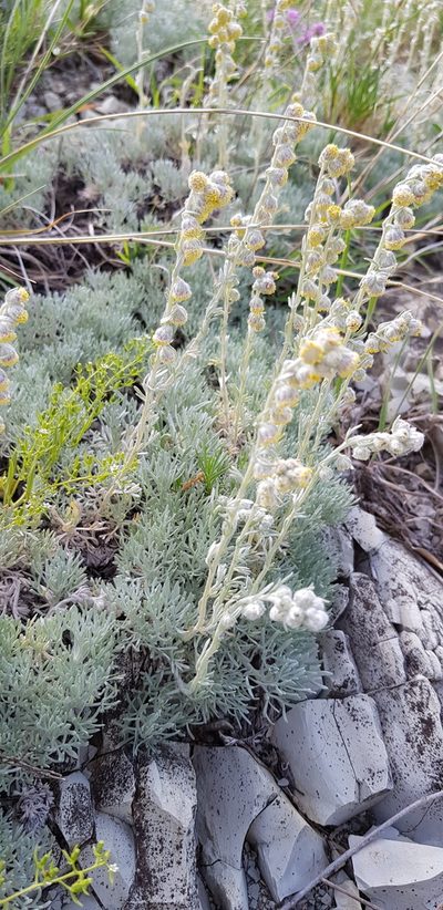 Artemisia alpina, photographed by Татьяна Прозорова